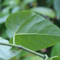 Cissus verticillata (L.) Nicolson & C.E.Jarvis